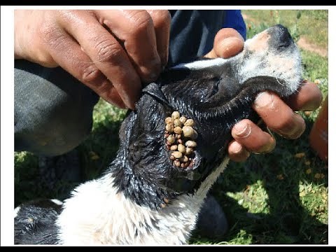 Treatment Of Ticks In Dogs|Veterinary Guide|Tick Fever Treatment
