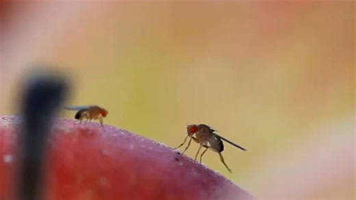 12K views · 111 reactions | Can fruit flies reproduce in space? How do they behave in the space environment, without the Earth gravity or a geomagnetic field? Click the video to learn. #FutureChina | China Xinhua Sci-Tech | Facebook