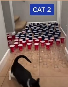 Which cat are you? 😂😂😂😂 | homeyou