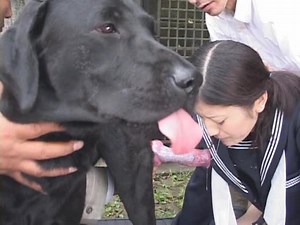 Compilation dog cum in asian animal porn