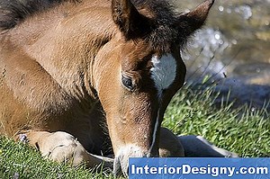 Jardin: Comment Prévenir L'Herbe Qui Pousse Près Des Arbustes - 2026 | Fr.Interior-Designy.com