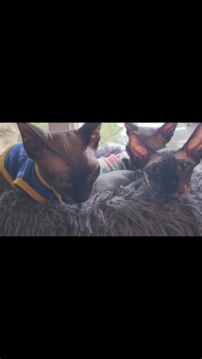 Cousin Vinny's sister Paris had a litter. One of them is Poppy and she is over for a visit. She's Vinny's little niece and my 2nd cousin. We knew right away that she's family. She looks just like me when I was little. We already love her