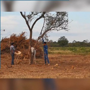 834K views · 641 reactions | Freed Bull Rewards Rescuers with a Headbutt Via ViralHog | Lyzabeth Lopez | Facebook
