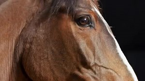 11K views · 461 reactions | El Cadete Grupo Laberinto  | Exitos Y Videos Tierra Caliente | Facebook