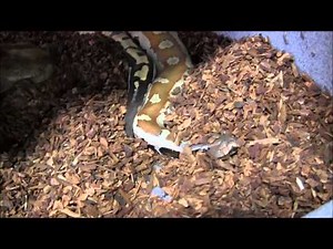 Sumatran Red Blood Python