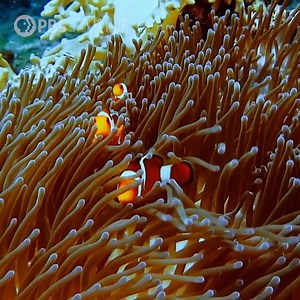 42 reactions | Soothing Nature: Just keep swimming, just keep swimming! [VID: Compilation footage of clownfish swimming] | MPB - Mississippi Public Broadcasting | Facebook