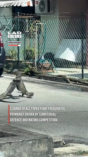 I thought Godzilla showed up in my town 😳😂 #fblifestyle #lizard | LADbible