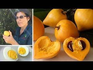 Canistel Fruit Tree - Grafted Emma in NSW Australia shoots back after -6 degree days