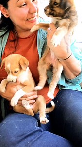 1K views · 2.6K reactions | Two cutie pies in one frame #puppy #puppies #puppylove #puppylovers #puppylife #dogmother #dogmom #dog #dogs #dogfood #doglife #doglover #doglovers #supportus #blessings #love #reels #viral #instareels #insta #instagram #fb #fbreels #fbreelsvideo #fbreelsfypシviral | Rammyk1517 | Facebook