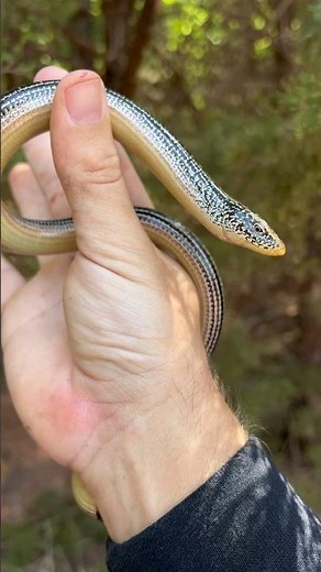 Legless Lizard loses its Tail