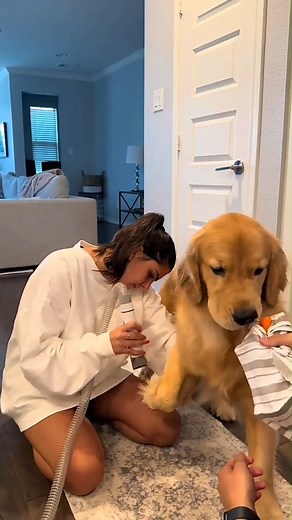 "Who knew pet grooming could be this easy!!!" · · · · · · · · · · · · · · · · · · #doggroomingvacuum #dogsofinstagram #fyp #dog #dogs #doglover #puppy #shedding #sheddingseason #pet #vacuum #goldenretriever #goldenretrieversofinstagram | Loyal Golden Retriever