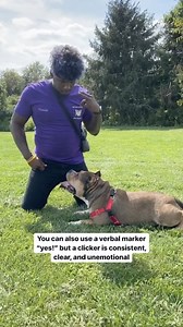 2.3K views · 48 reactions | If you have a dog, you have probably...