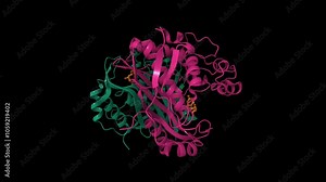 Human thymidylate synthase bound with dUMP. Animated 3D cartoon model, PDB 5x5d, chain id color scheme, black background