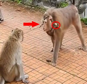 Million Pity...!!! So strong Mom Baby Monkey is at...tack with group of long tail Mom Baby Monkey to prevent Baby Monkey | Monkey Daily TV