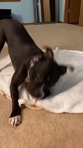 The cutest burrito ever!🌯 | BULLYMAKE