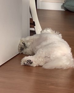 169K views · 6.9K reactions | I have to sleep now | My shih tzu | Facebook