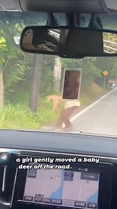 525K views · 6.2K reactions | Woman saves deer,earns permanent home with the herd#animals #deer #friendship #cute #fyp | Loveable Stories | Facebook