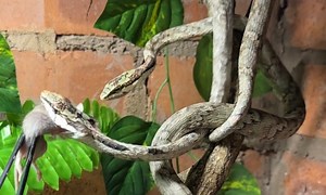 Feeding Deadly Vine Snakes! | Dingo