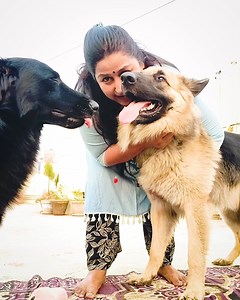 4.3K views · 156 reactions | Are German Shepherds more cuddly? - German Shepherd & Lina #CameraBaba #doggo #germanshepherdofinstagram #germanshepherdworld #gsdnation #dogtraining #cute #husky #gsddaily #instagram #gsdlover #dogphotography #germanshepherdlovers #germanshepherddaily #gsdofig #germanshepherdlove #rottweiler #pitbull #doberman #gsdpage #pet #rescuedog #gsdlovers #germanshepherdsofig #puppylife #goldenretrieversofinstagram | CameraBaba | Facebook