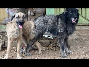 How to Perform Safe Dog Mating for Dogs #dog #petsrule #animal #animals #pet