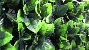 Expandable Faux Ivy Privacy Fence Screen Greenery Wall Backdrop Grass Panels Retractable Artificial Boxwood Hedges Fake Fencing for Outdoor Indoor Décoration, Ficus, 2 Pieces