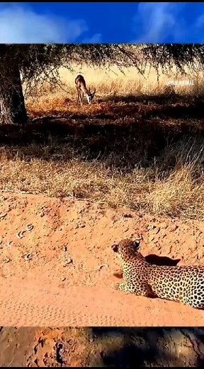 Masai Mara National Reserve on Reels