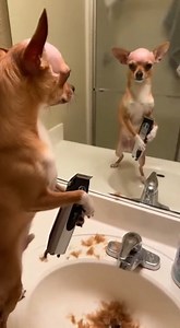 632K views · 7.3K reactions | he just shaved his head #ChihuahuaLove #ChihuahuaLife #ChihuahuaWorld #ChihuahuaPuppy #ChihuahuaOwners #ChihuahuaAdventures #ChihuahuaCommunity #ChihuahuaCuties #ChihuahuaFashion #ChihuahuaFun | Chichi Charlie | Facebook