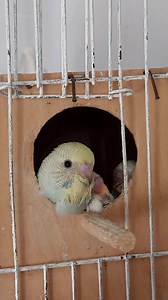 348 reactions · 26 shares | Budgie parents care for their chicks. | Mo Budgie | Facebook