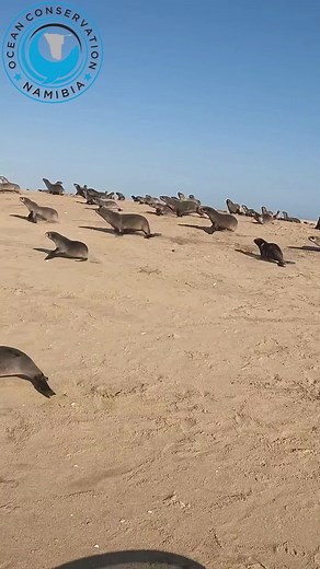 A feisty seal gets rescued from a fishing line entanglement. Please always pick up trash from the beach or ocean. #ocn #sealrescue