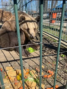 151K views · 3.8K reactions | Grădina Zoologică Rădăuți on Reels | Facebook