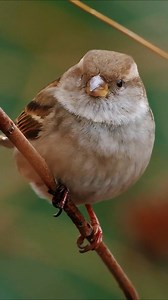14K views · 52 reactions | The chubby little sparrow is so cute, chirping non-stop.House Sparrow (Passer domesticus).#sparrow #birds | Birds of nature | Facebook