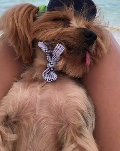 1.4K views · 80 reactions | This beautiful dog also relaxing in Paralia ❤️❤️ #Animals #Dogs #Greece #Hellas #holidays #summer #Sea #Sun #Photos #Enjoy #ParaliaLife #Paralia#Katerini | Paralialife.com | Facebook