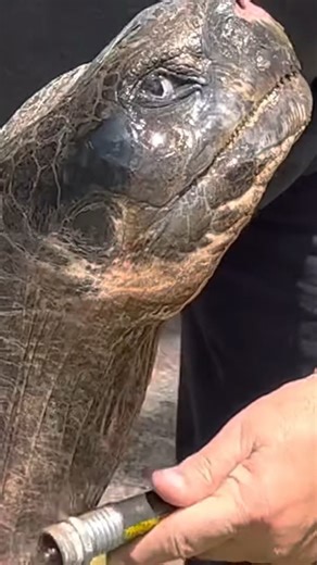 Isn't our giant tortoise, "The Professor," just adorable when he gets his shower time? 💚 | Florida Iguana and Tortoise Breeders