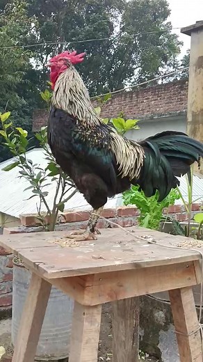 3 comments | Crowing is a type of singing vocalization produced by...