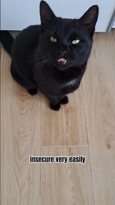 PLEASE TELL ME YOU LOVE ME 🥺💓 #cute #cutecat #guess #pets #cutedog #catshorts #cutecatshorts