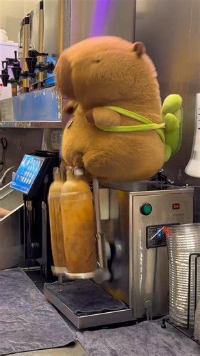 😻The capybara from a Chinese milk tea shop works so diligently! #ChinaLife #capybara #Milktea #funny | Hola Fujian