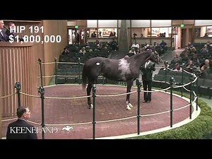 Maxim Rate sells for $1.2 million at 2021 Keeneland November Sale