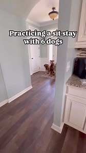 (caption also in the comments)The white sheep dog you see in the middle is my board and train client Gracie. She was in the process of advancing her sit stay. To advance many skills in dog training, we like to add in distance, duration, and distractions. Distance-I was far away and went out of sight. Duration-she had to hold that position until released. Distractions-she had 5 dogs surrounding her. It also worked out great for me because all of the other dogs in my home at that time (they are no