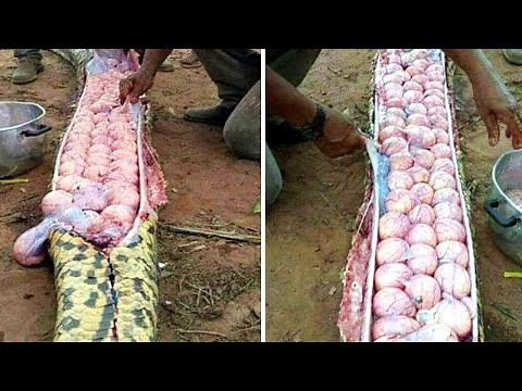 15 CHOSES BIZARRES RETROUVÉES DANS DES ANIMAUX !