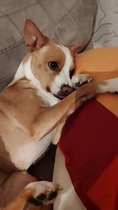 4.6K views · 170 reactions | È passato un po" di tempo ..Vi ricordate di Garnet? Nata nel box dopo il recupero della sua mamma Leila.. 2 piccolette bellissime come i loro genitori.. Le loro vite travagliate trovarono un po" di tregua quando decidemmo di prenderci cura di loro .. Oggi tutti e 4 sono felicissimi nelle loro rispettive famiglie e Garnet ha imparato anche a giocare a 1 ..2..3 Stella ... Grazie Mamy Titta e Family ❤️ | La zampa sul cuore Trani | Facebook