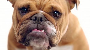 Whether you have the face of an angel or the skin of a rhino, Bulldog is on your side. | Bulldog Skincare North America