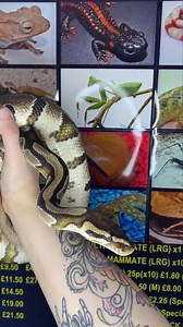 1K views · 32 reactions | Special offer on this big boys !! Wild type royal python males This big boy is a cb18 Normally £49.99 ✨Now only £29.99✨ Pixie  | Snakes 'N' Adders | Facebook
