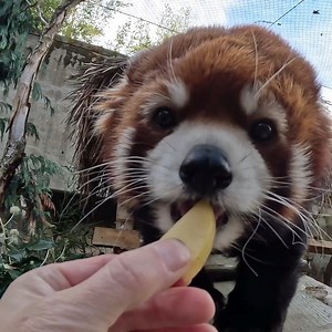 You can chew it Moshu | Oregon Zoo