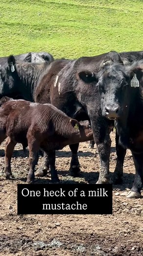 Mama is feeding that boy well 😆 #milkmustache #farm #farmlife #anguscattle #cows | SF Premium Beef