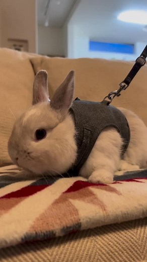 First time🐰😸 #BunnyLove #CuteBunny #BunnyReel #RabbitLife #BunnyCuteness #BunnyTrend #BunnyMoments | Rabbit Lover In USA