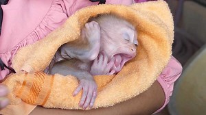 242K views · 6.7K reactions | So Lovely Tiny Baby Iron Very Sleepy After Take a Bath | Monkey familys | Facebook