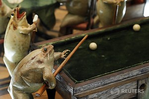 The Frog Museum in Switzerland showcases a collection of 108 stuffed frogs in scenes portraying everyday life in the 19th century. Everyday frogs: https://reut.rs/2Ovr9bp  Denis Balibouse | Reuters Pictures | Facebook