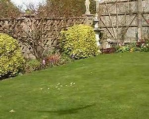 Garden birds-- red kites feeding ll