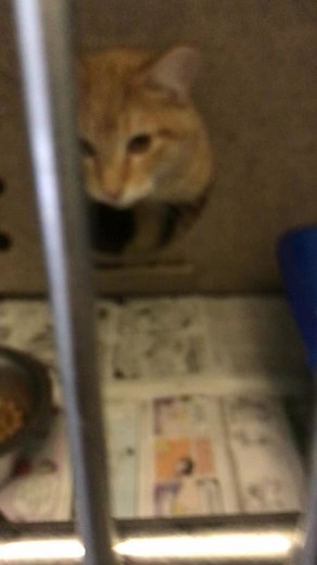 8.3K views · 249 reactions | UPDATE: Safe with a rescue or adopted....