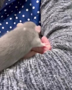 2.8K views · 71 reactions | 2 baby rats need names! One is a 5 week old Rex boy (1st rat) and the the girl is a 6 week old Dumbo rat (2nd rat)! What names do you suggest? #rats #petrats #pocketpets #petlovers | Dr. Melissa Magnuson, The Conscious Vet | Facebook